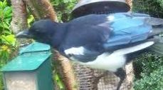 tourscotland's tweet photo. Today's Tour #Scotland short 4K #Summer Monday #wildlife #nature camera travel video Blog clip of the sight and sounds of black and white #Magpie #Birds spotted eating on morning visit and trip to my #Scottish #cottage #garden https://t.co/xXwKQmbwil https://t.co/KZEQK5hYeD