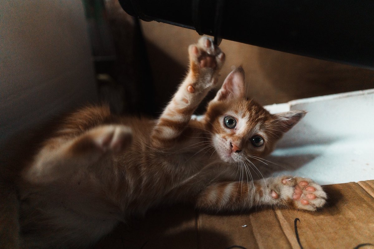 derryainsworth's tweet photo. Cat life, Hong Kong https://t.co/7SPMxxQFgo