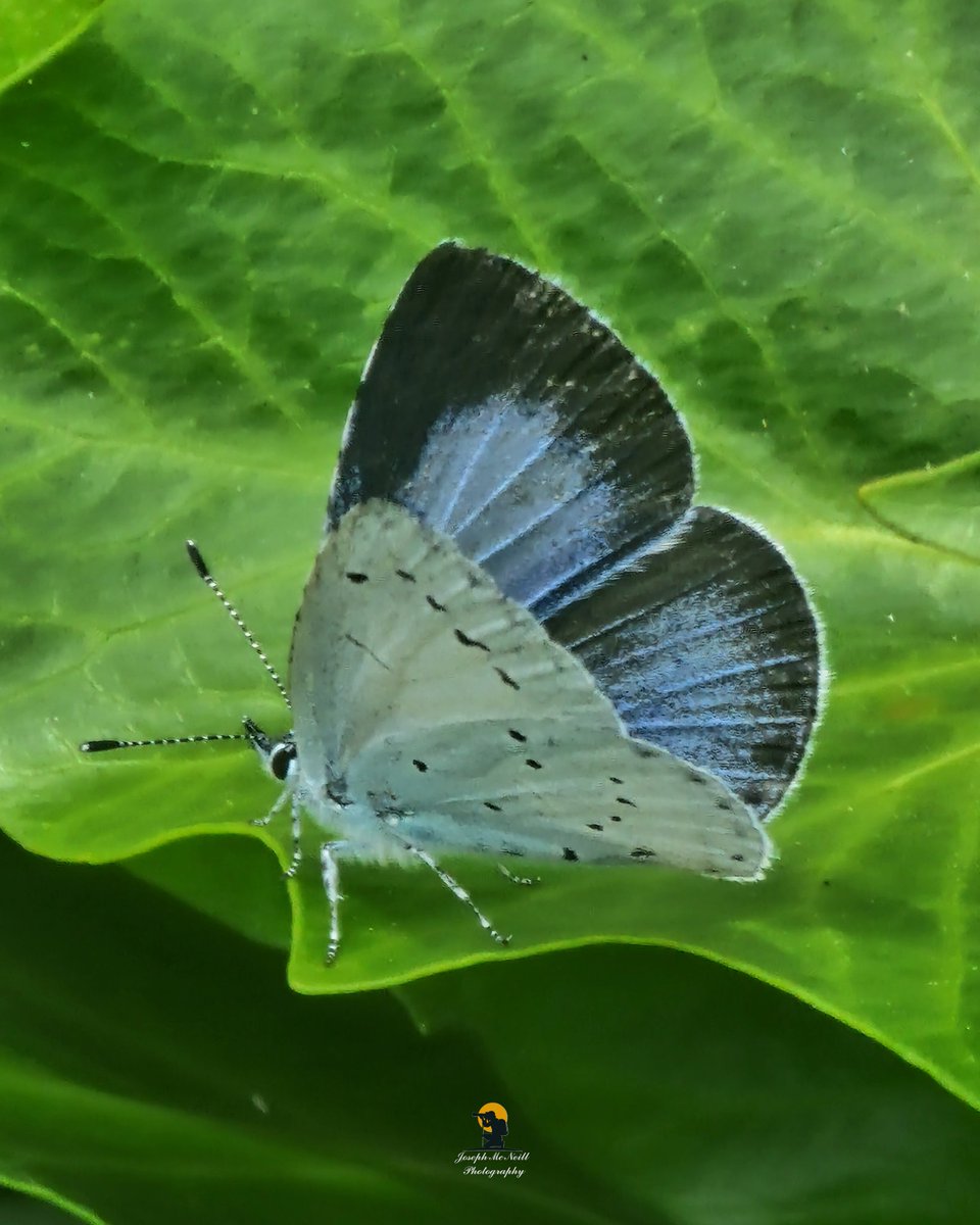joemcneillphoto's tweet photo. The beautiful Holly Blue Butterfly. Nice to catch a 2nd brood female specimen in the garden today having seen this beauty wizz past me yesterday and my 1st sighting was on 24th April past 🦋

#hollyblue #hollybluebutterfly #butterfly #macro #insectlovers https://t.co/DyZHNAJYSa