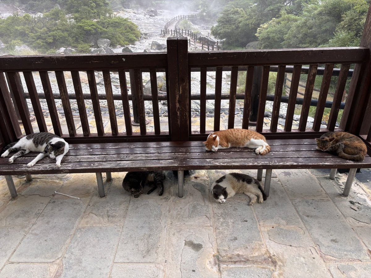 Photo by ココちゃん✈️国内・海外ひとり旅 雲仙地獄巡り
地熱で地面が温かいから猫ちゃん集ってる🐈
人慣れしてるね。リラックスモード😊 https://t.co/gNnkTB8BKV