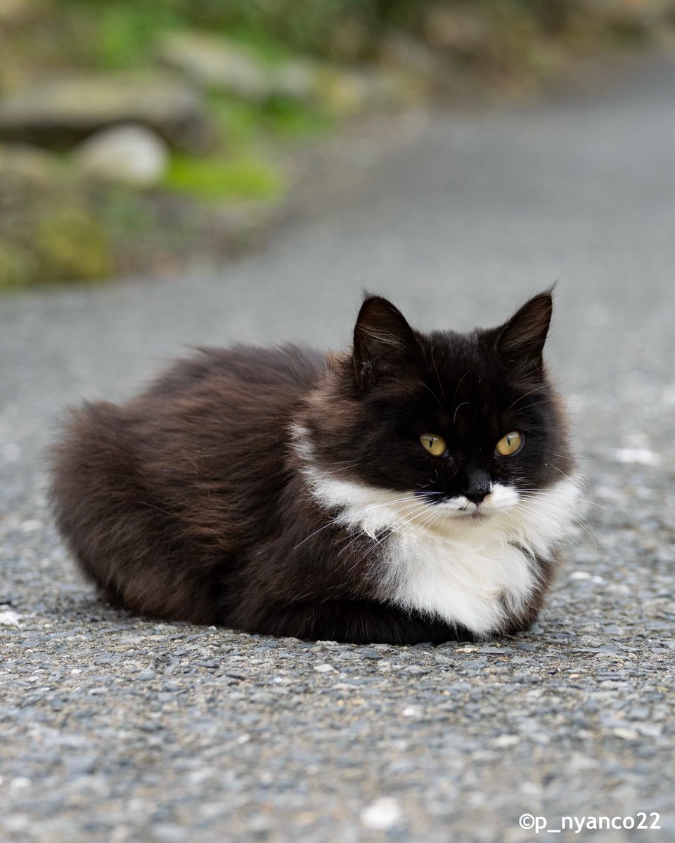 simabossneko's tweet photo. おててないない。香箱座り✨
Cute cat loaf🐾

#秋に撮影 #猫 #cat https://t.co/xEE301weZr