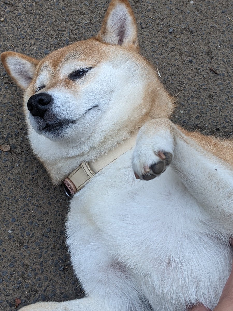 shiba