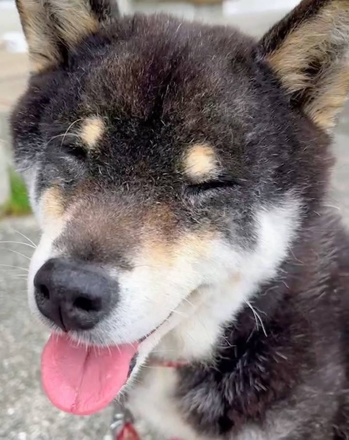 Kaya_respect_08's tweet photo. 【拡散希望】黒柴クロちゃんを探しています　
　📍長崎県　佐世保市　横手町
.
今日は三連休明け、日常が戻ってくる日。
.
普段通る道やその脇に、
うずくまっている黒柴の子がいないか？と
ほんの少し気にかけてもらえましたら、ありがたいです
.
見かけた場合
（連絡先）✉️：kuroandmii.1@gmail.com https://t.co/U920DmVsLi