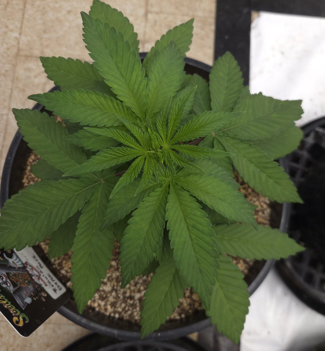 kclightup's tweet photo. Check out these 2 @RomulanJake Dark Passenger. They are looking great and will get a nice mix of #koshernutrients today. https://t.co/24HJqT5zj1