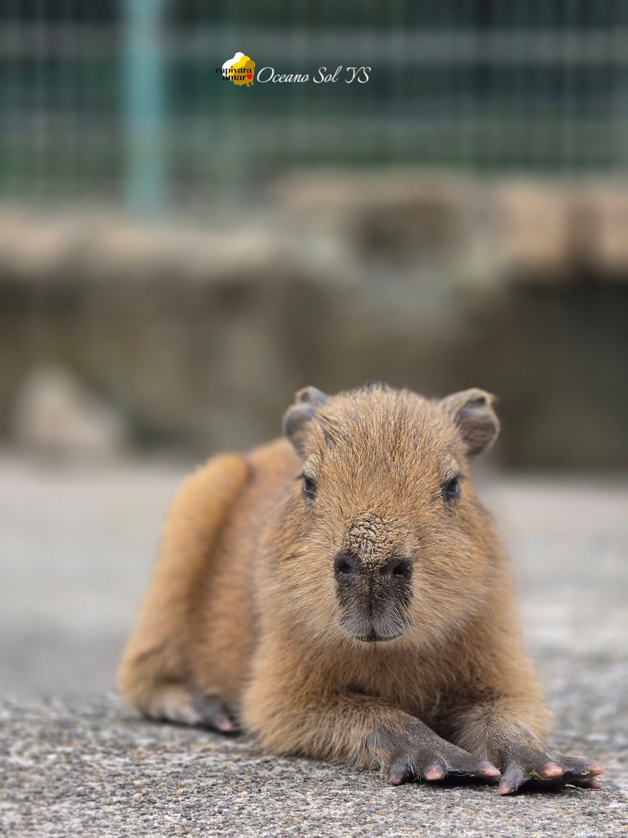 カピバラ・ジェイド (@CapybaraJade) / Posts / X