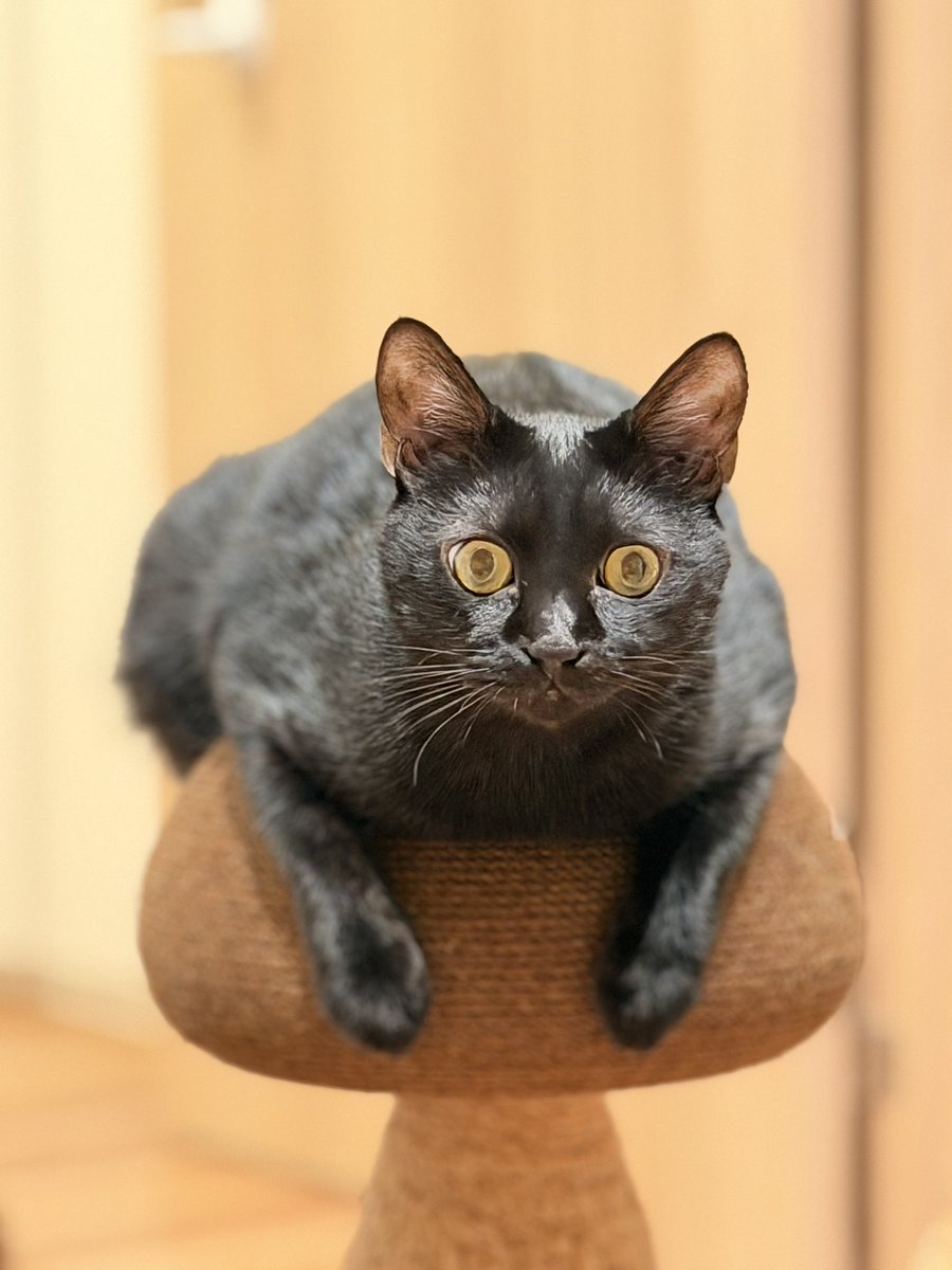 JVb47's tweet photo. 凶悪毛玉黒大福(ねこ) https://t.co/vZAuk4JPUV