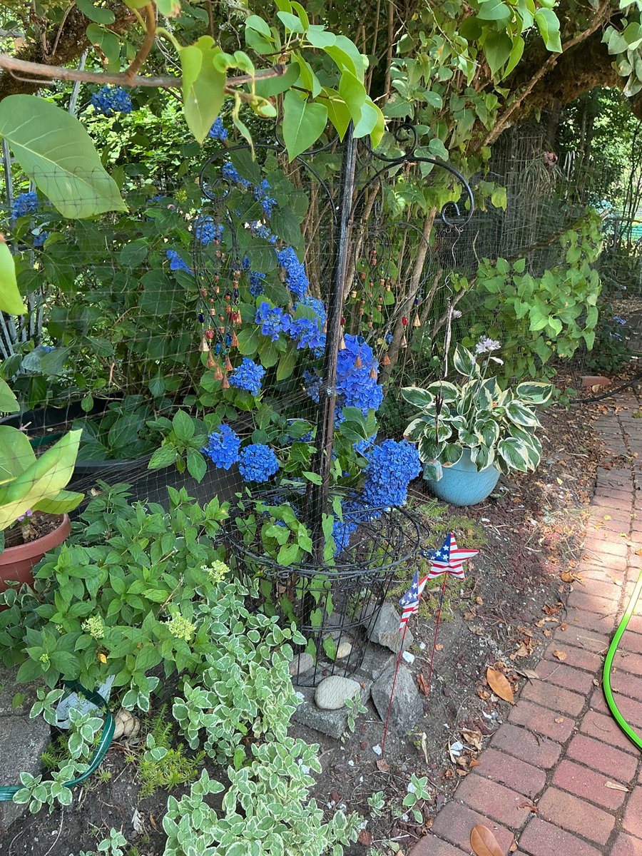 LIFE_smallbites's tweet photo. Some garden photos -

Big olive crop? - New trellis. - Flowers behind netting 🦌- Magnolia https://t.co/AVVZemk6ET