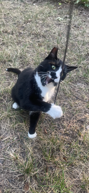 Mark_99nc's tweet photo. My cat Jake was one of a kind.  He'll be with Scout and all his friends up above.   (birth year unknown -2026) https://t.co/x5NbUQsLwa