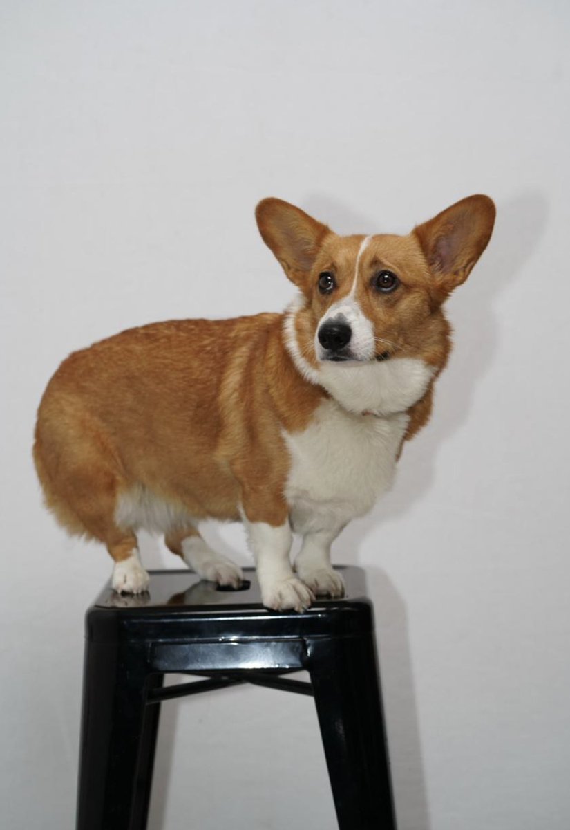 Source media 2 from @usecorgi