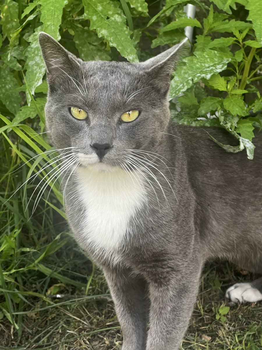 natuwiv's tweet photo. Me encontré este gato y lo quería adoptar pero no se dejo ૮(◞ ‸ ◟ )ა https://t.co/8Lk8d2RHBS