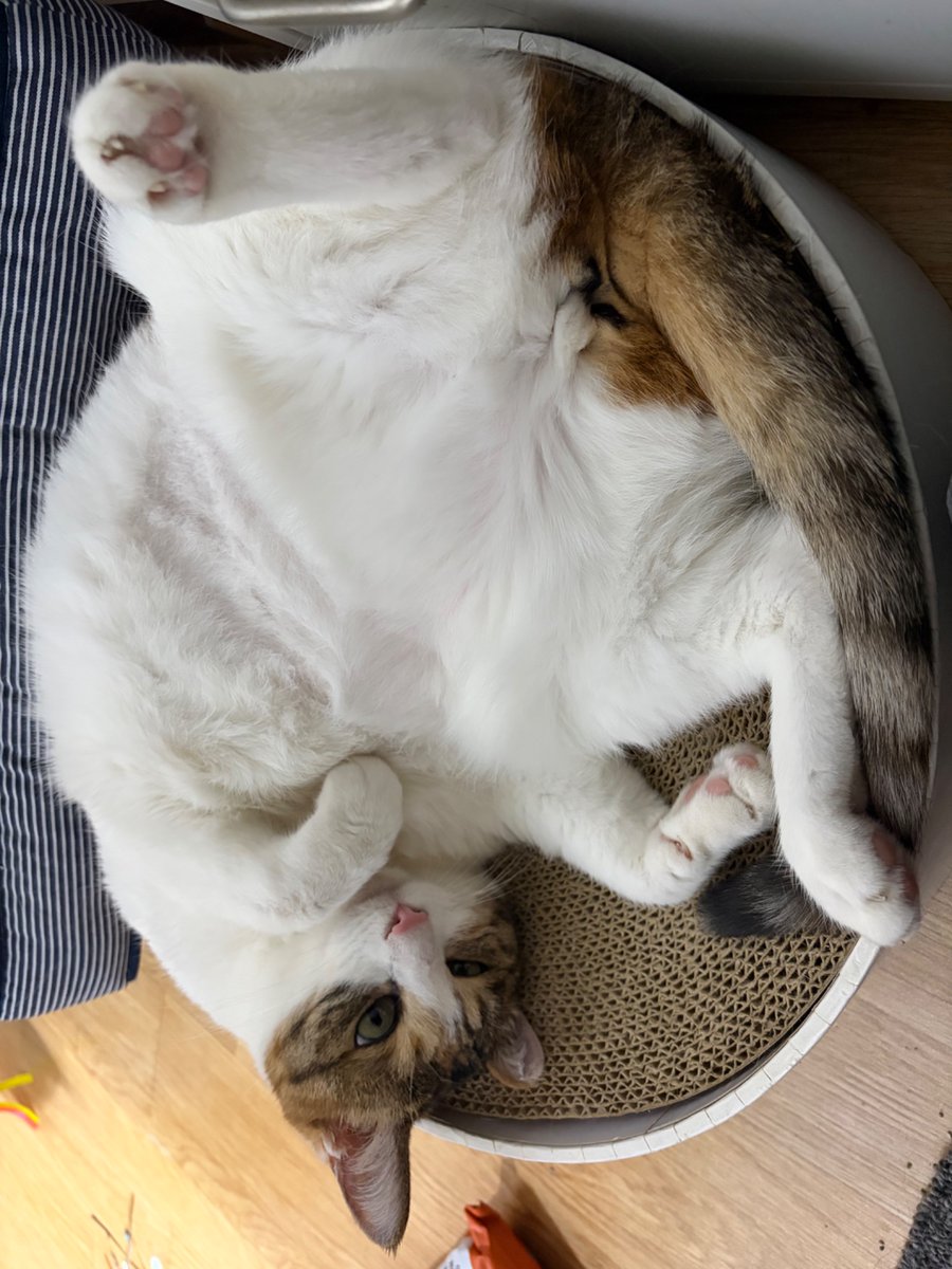 bihiiiiiii's tweet photo. 가난한 대학원생 시절... 자취방 근처에서 저렇게 몸을 말고 있는 아가냥이를 발견했지만 깨끗해보여서 그냥 지나치고... 몇시간 뒤 똑같이 저러고 있길래 망설이다 그냥 집 왔고... 다음날 학교갈 때 보니 여전히 저러고 있어서 결국 냉큼 데려와버림 https://t.co/bFcaPfTJmq