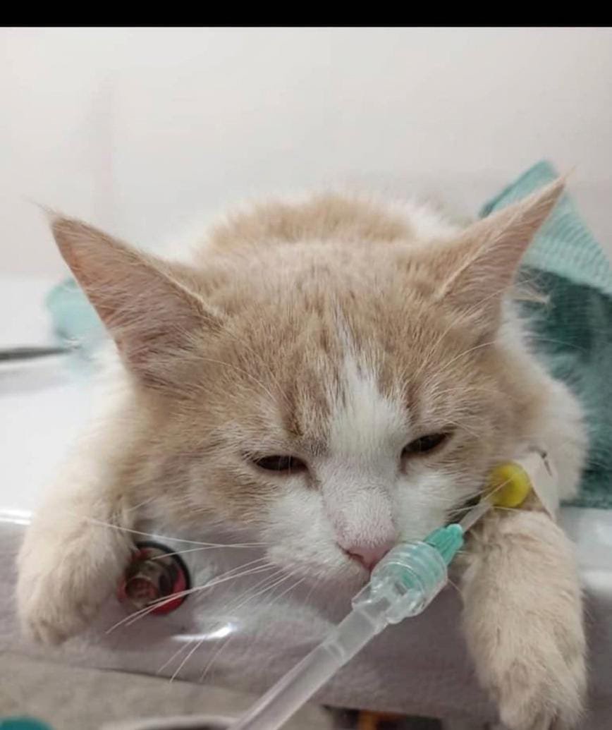 infinitoanimal2's tweet photo. Por favor quien de ustedes me puede ayudar por favor para comprar el tratamiento para gatita ya la clínica la pagaron necesito 20 mil para el tratamiento 
▶️ Pago móvil 04242739721-11682324
▶️ Paypal infinitoanimal@gmail.com 
▶️Zelle binance zinli inf al privado 
@PerroUsuario https://t.co/ujxWt3oVxC