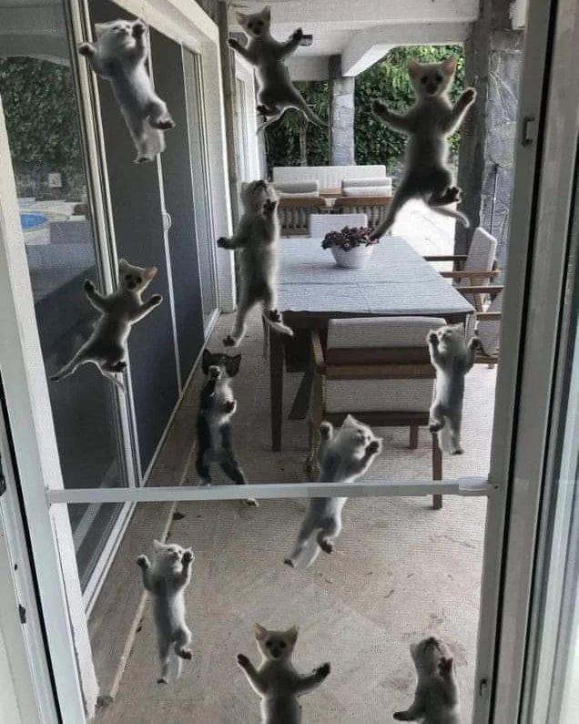 PunchingCat's tweet photo. https://t.co/ViL0JD2LBa
