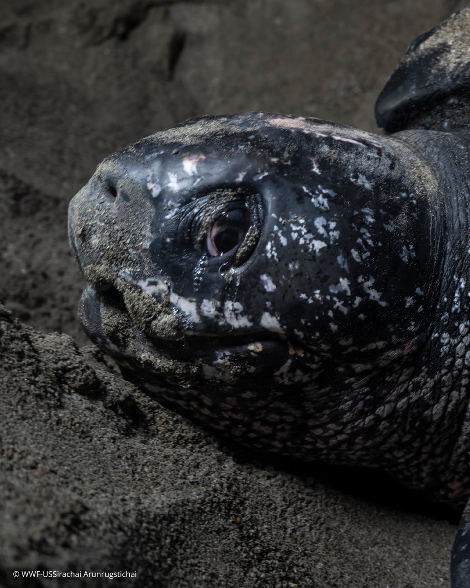 WWF_LAC's tweet photo. ¿Sabías que la tortuga marina más grande del mundo no tiene el caparazón duro? 🐢🌊 

Conoce a la tortuga laúd (Dermochelys coriacea), la verdadera gigante de nuestros océanos y la única de la familia Dermochelyidae. 

En lugar de hueso, su dorso está cubierto de una gruesa piel que parece cuero, perfecta para sumergirse a profundidades increíbles. 💙 

¿Conocías a esta viajera transoceánica? 

¡Déjanos un comentario! 👇