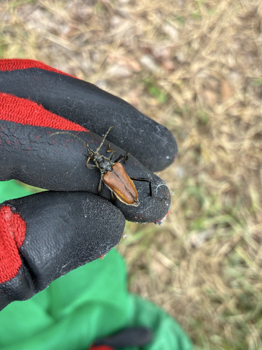 poecilocoris's tweet photo. 目的は採れませんでしたが、とてもよかったです。
＃昆虫採集 https://t.co/qL89uzq1wj