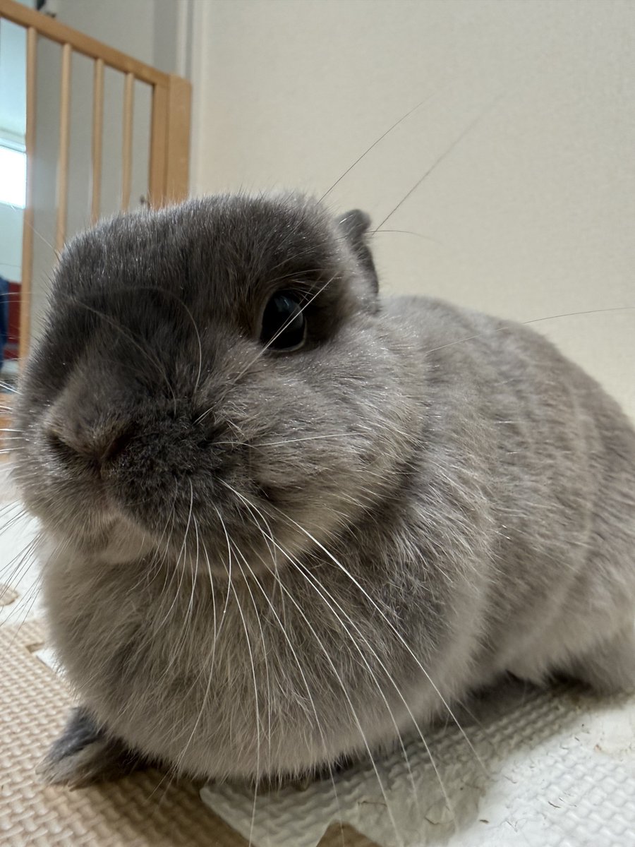 ZgcevAv's tweet photo. おはようございまふ🐰
#ネザーランドドワーフ https://t.co/FOgjkTLGBr