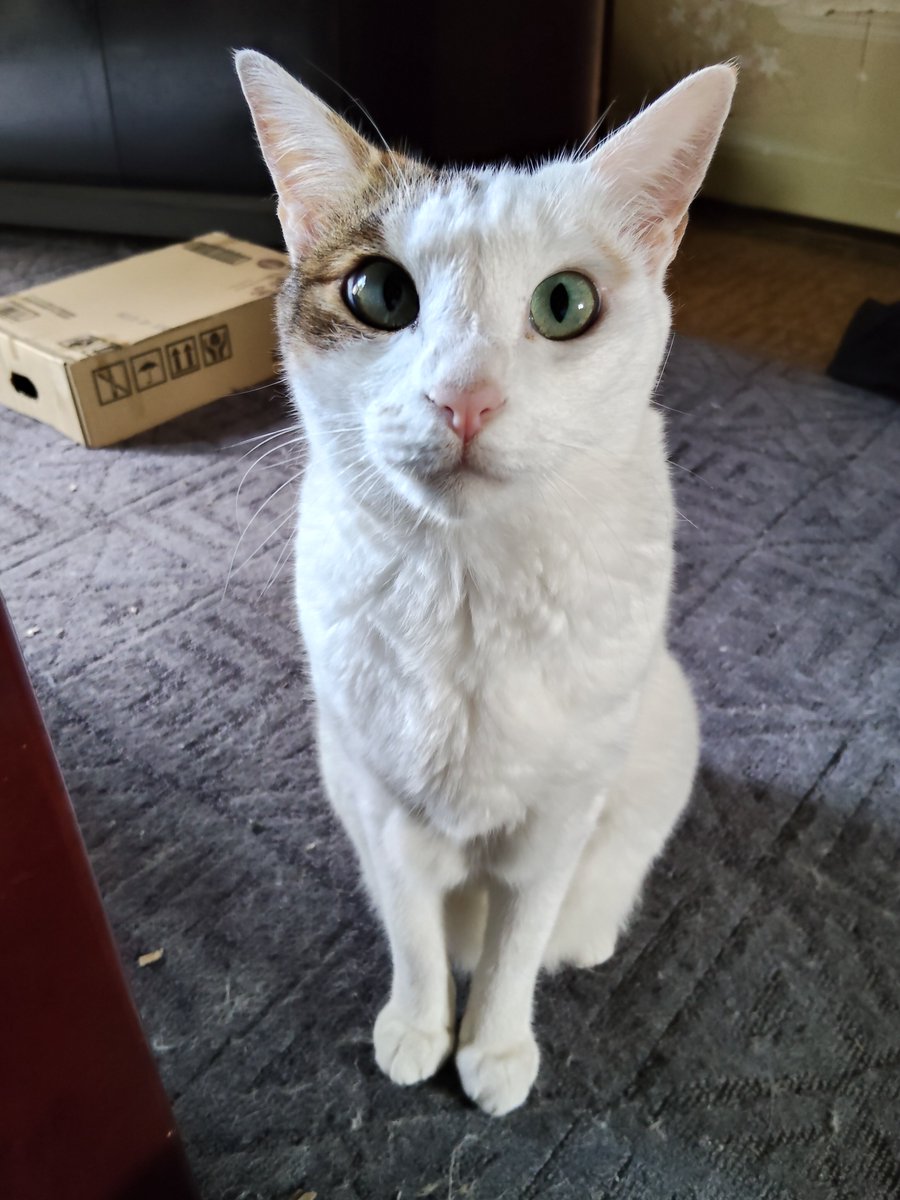 levPSZfKwUsHjh9's tweet photo. みなしゃん😽
おぱよ〜〜😽 https://t.co/FbVWHJxoHo