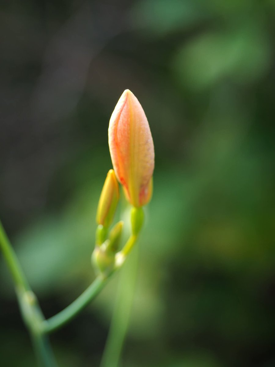今朝の我が家の草花令和八年七月二十一日21th/JULY/2026