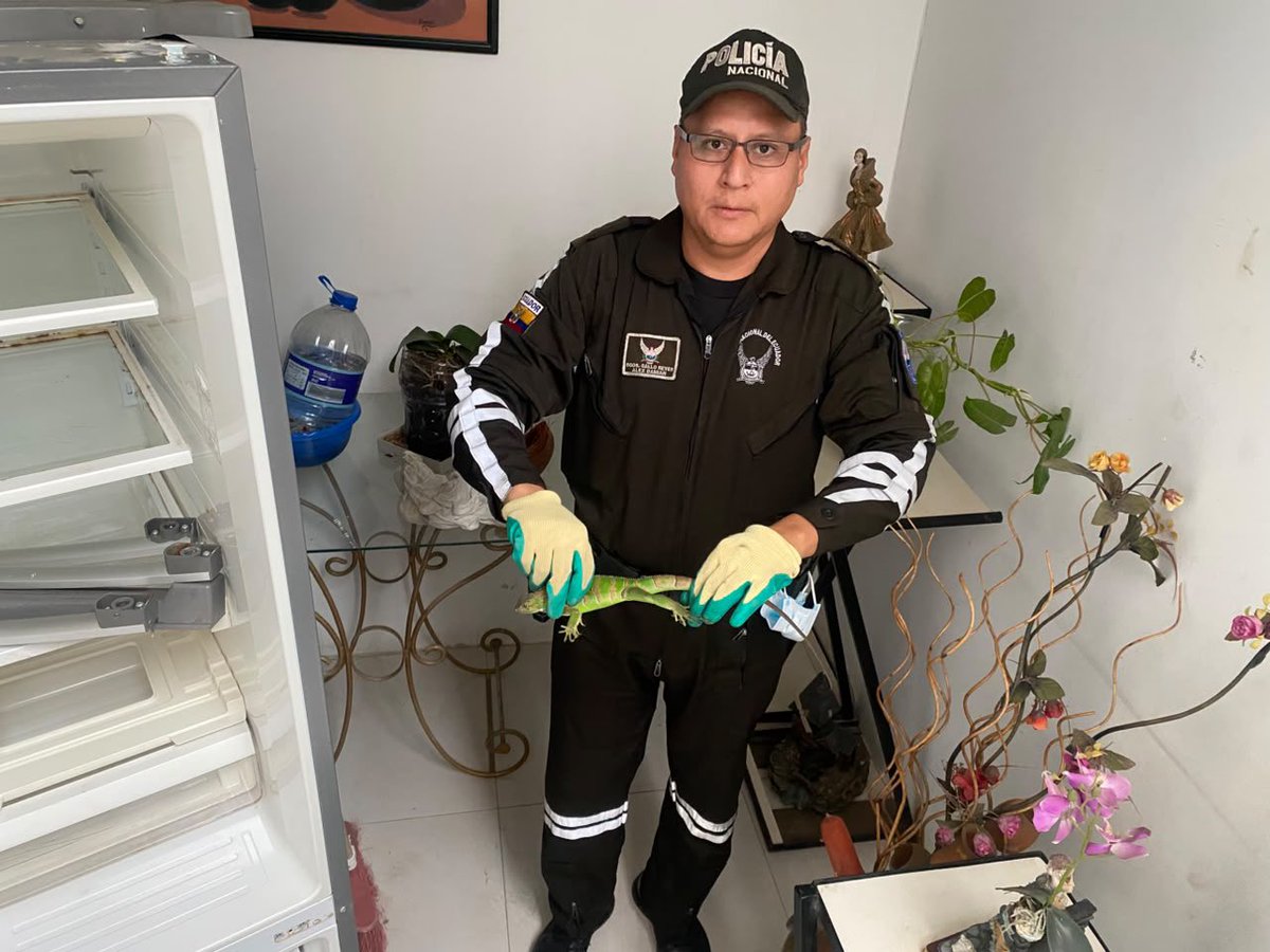 PoliciaEcZona4's tweet photo. 🦎 RESCATE DE VIDA SILVESTRE 🌿
En #Portoviejo, nuestro personal policial de la Unidad de Protección del Medio Ambiente (#UPMA) rescató una iguana verde que se encontraba en una vivienda de la ciudadela Reales Tamarindos.
La especie fue puesta bajo custodia y trasladada al Ministerio del Ambiente para su valoración médica y posterior reinserción en su hábitat natural.
Reafirmando nuestro compromiso con la protección de la biodiversidad y la conservación de la fauna silvestre.
#ServirYProtegerConFirmeza