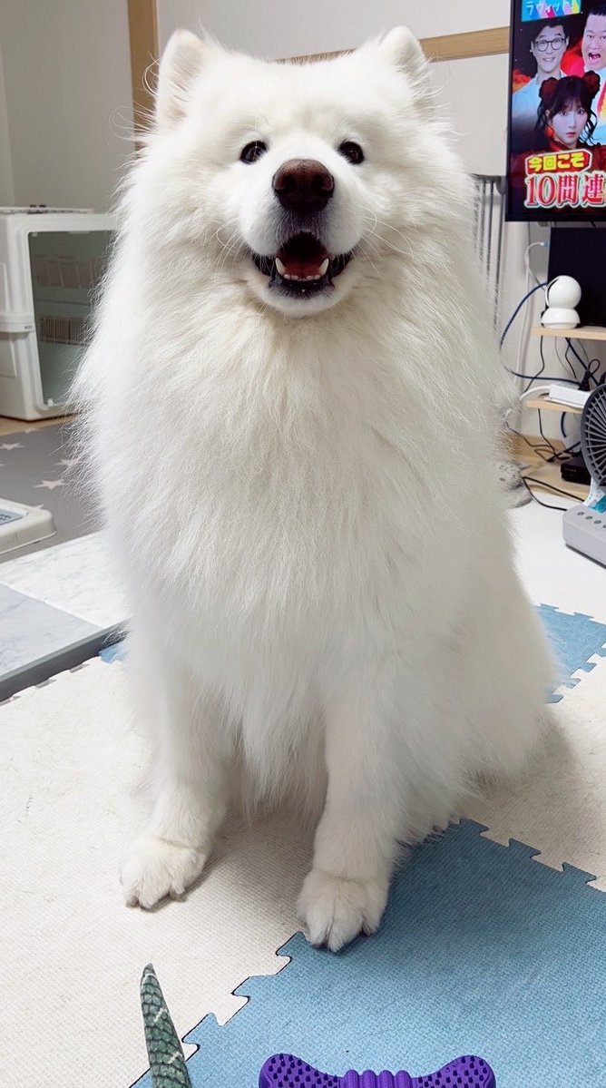 samoyed_dazs's tweet photo. おはダッツです🐻‍❄️☀️
モフトニンをどうぞ！
#今日も可愛いねダッツくん
#そんなに可愛くてどうするの？ https://t.co/C8BLscFDaC