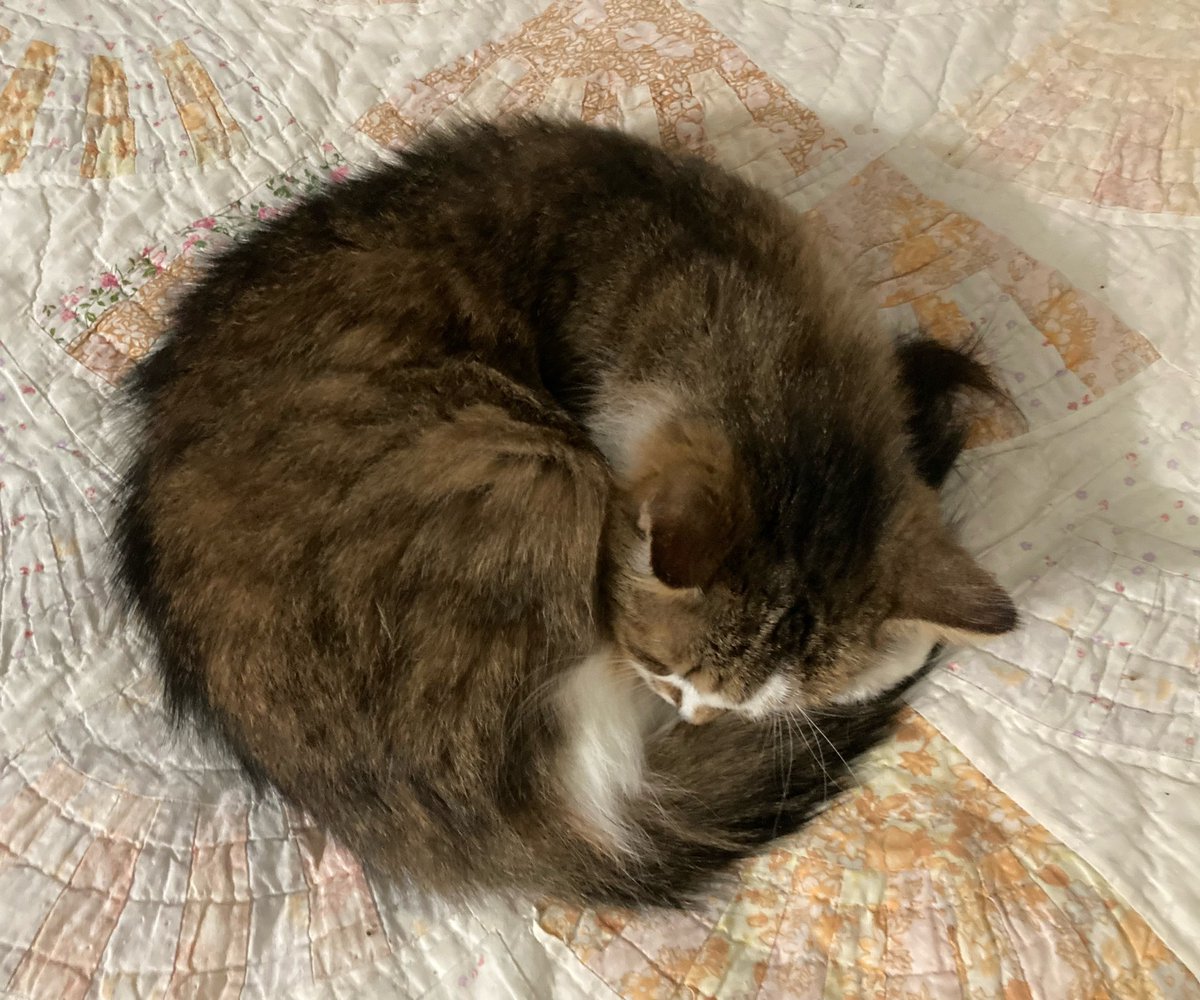 DeeMeow3's tweet photo. 😋 We have a yummy marbled croissant 🥐  thanks Penny 😺
#kittyloafmonday https://t.co/U6aC5z2QGx