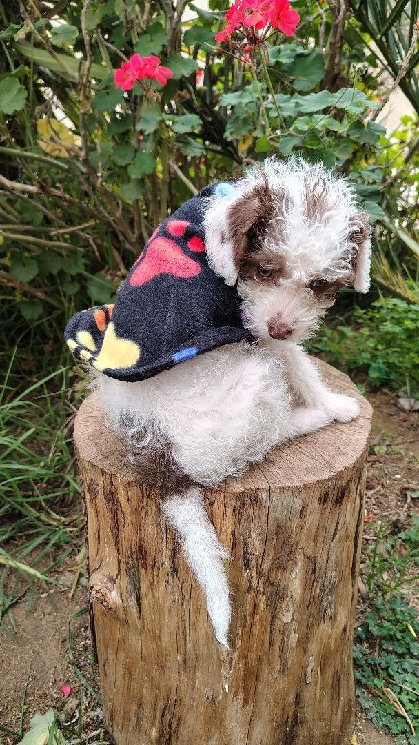 AnimalParaiso's tweet photo. Busca hogar este hermoso perrito de tres meses de edad, por increíble que parezca fue abandonado, y personas de buena voluntad lo tienen en hogar temporal en espera de hogar definitivo.

Contacto al WhatsApp +56963546119.
#Placilla #Valpo #Viña https://t.co/iqcDp2lKHz