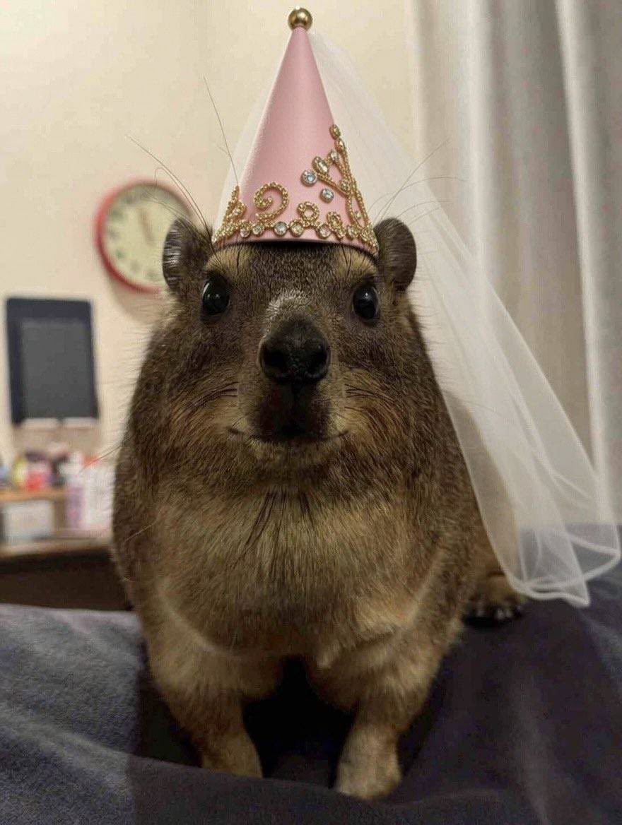 goobygirl2's tweet photo. real or cake https://t.co/IbFSr92hG9