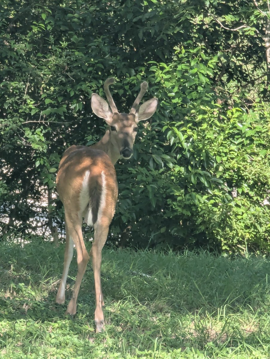 trcksuitdracula's tweet photo. 🦌🚸 https://t.co/552C8uTouF