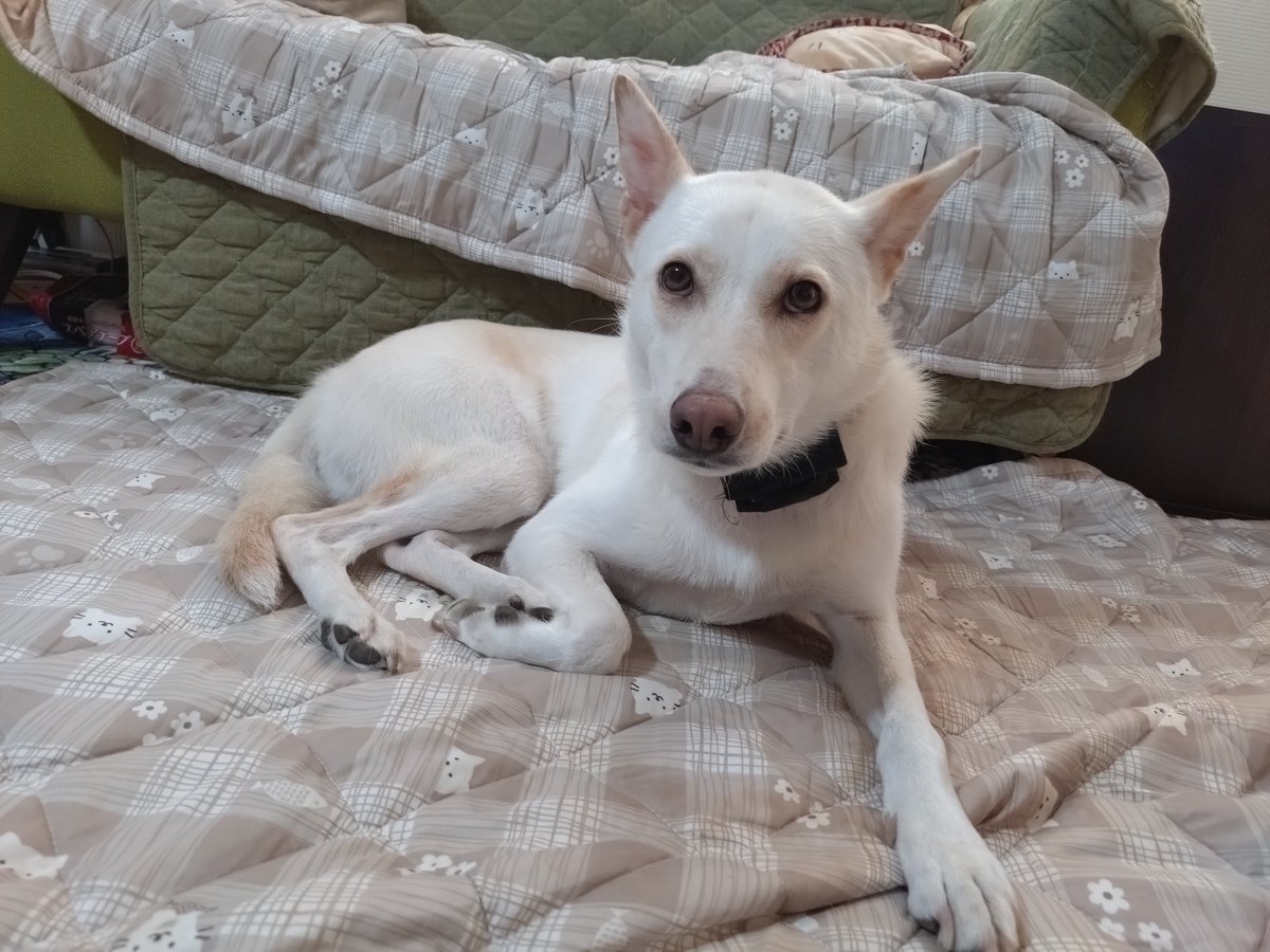 kiyama_jinjya's tweet photo. 朝 出勤前に、めざましテレビ の「きょうのワンコ」のコーナーを雑種犬のウーちゃんと一緒に
「今日は雑種犬が出るかな〜？」
と言いながら見るのが日課

さて出勤しよ

今日も雑種犬は出ませんでした(笑) https://t.co/3I5jolacB5