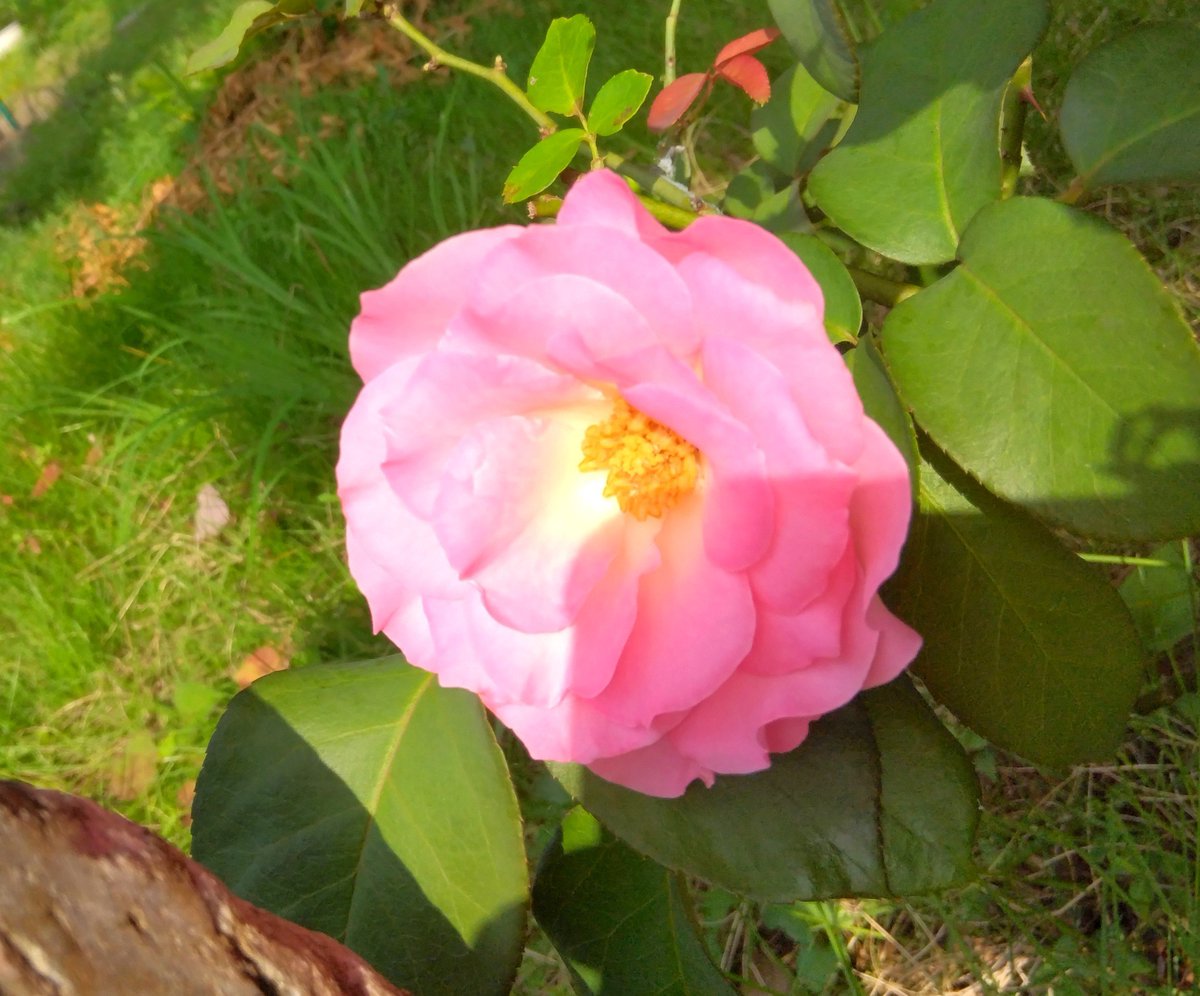 gando0201's tweet photo. おはようございます☀
今年最高に暑い朝だけど、すぐに更新されそう💦
#薔薇　#バラ　#茨城県の花 https://t.co/3FxH0Vuyxl