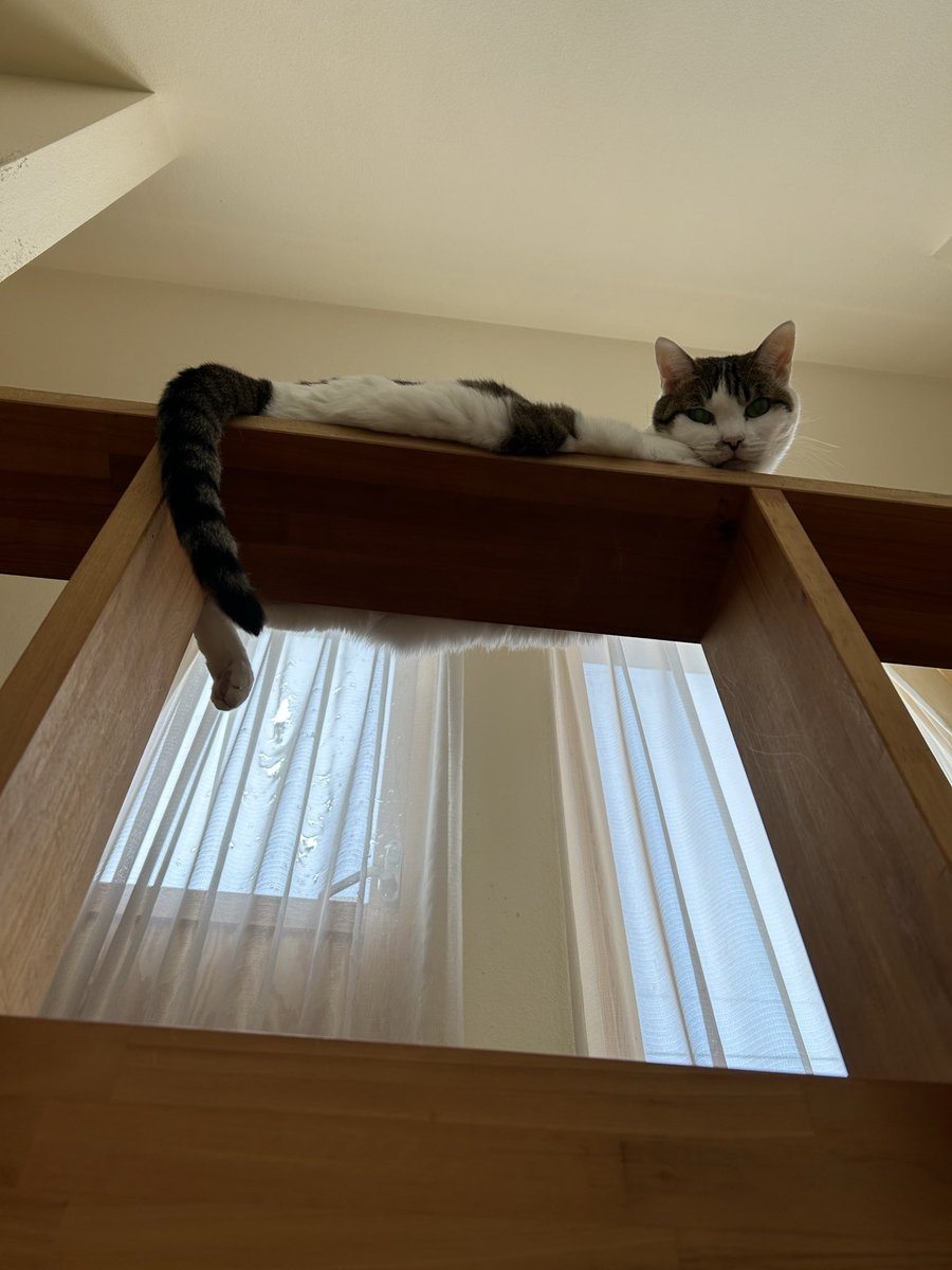 fumaphn's tweet photo. 連休明けの猛暑の中働く人間の皆様、おはようございます！

By猫 https://t.co/Mjb2vLOT9N