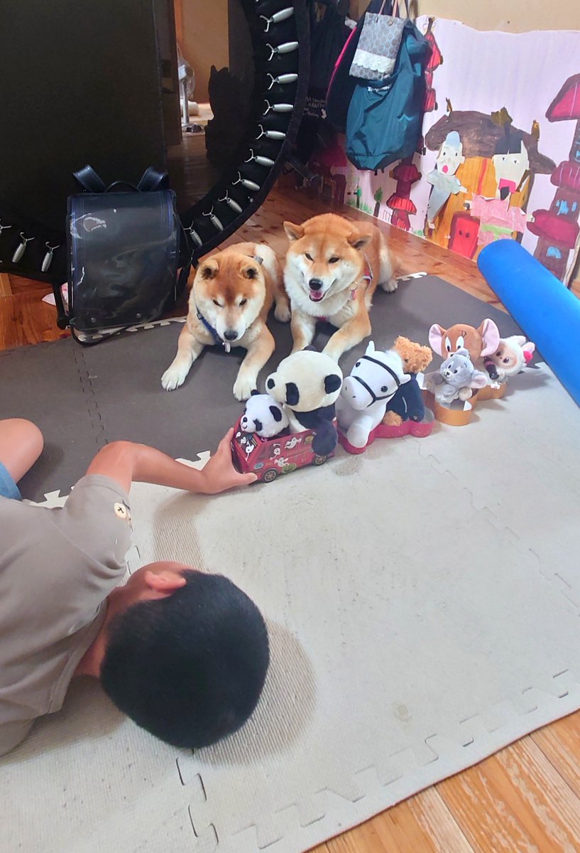 犬＋キーウィ おまとめ 柴犬が作る幻の赤いキウイ🥝 (@farm_docan) / Posts / X