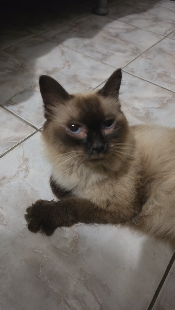 caipibatizada's tweet photo. Tô com um gato "abandonado" aqui em casa. Provavelmente era de alguém, mas fugiu. O bichinho mia muito, deve tá sentindo falta do lar. Meus gatos tão super estressados e as cachorras doidas. Preciso achar o dono ou de alguém que o queria Urgente 🚨🚨 https://t.co/esgDlq5U6m