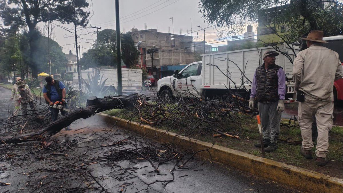 ALEIDAALAVEZ's tweet photo. En la U.H. Santa Cruz Meyehualco se atiende la caída de un árbol. Elementos de la alcaldía realiza las labores pertinentes para prevenir accidentes. https://t.co/pk2Cf4njUh
