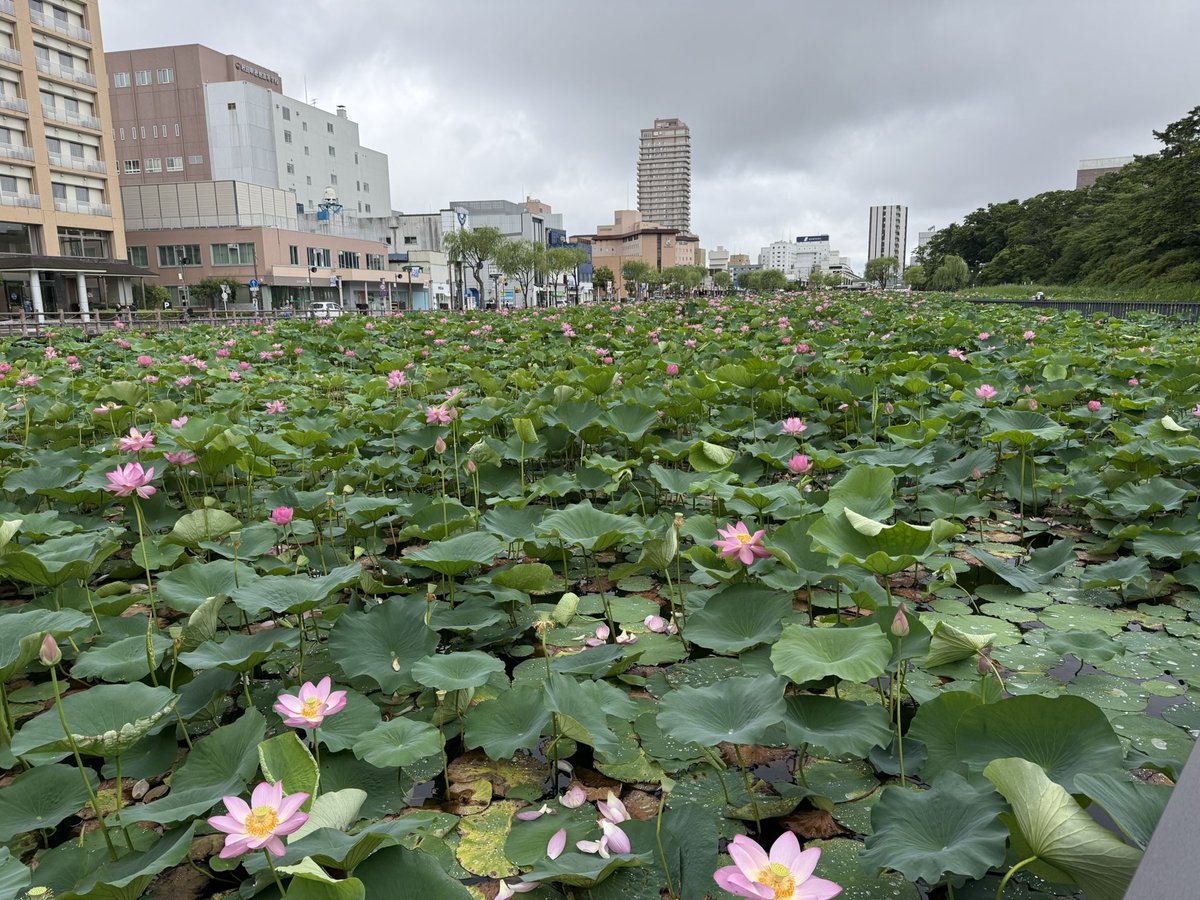 kotutani's tweet photo. 千秋公演、蓮の花が見頃。

蓮コラってのが昔流行ってだな…まちがってもググッてはいけない( ˘ω˘ ) https://t.co/uooz4qfiVH