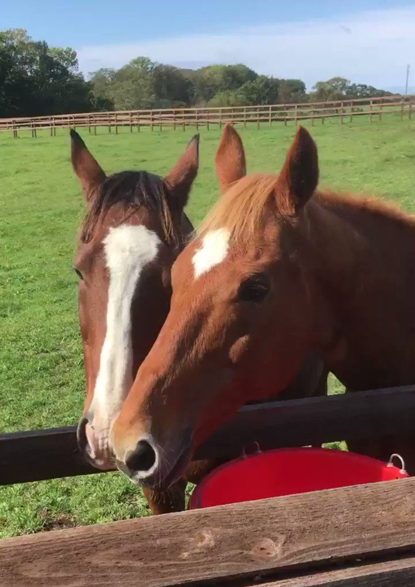 UmapyoiDaily's tweet photo. Meisho Doto and Taiki Shuttle being best friends 🐴 🐴 https://t.co/po6h7XliSO