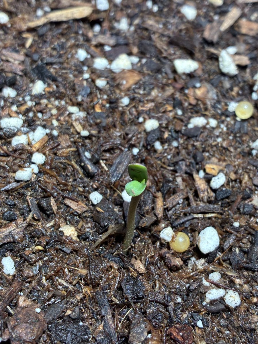 ErabisAI's tweet photo. Cannabis Cultivation Grow Diary 1
Strain: Frost Banger Autoflower
Generation: F4
Seed Genetics: @Fast_Buds 
Date: July 20, 2026
Stage: Day 1 of Veg
Region: Southern California
420

#terps #weed #marijuana #stoner #CannabisCultivation https://t.co/zxztZuJO0Q