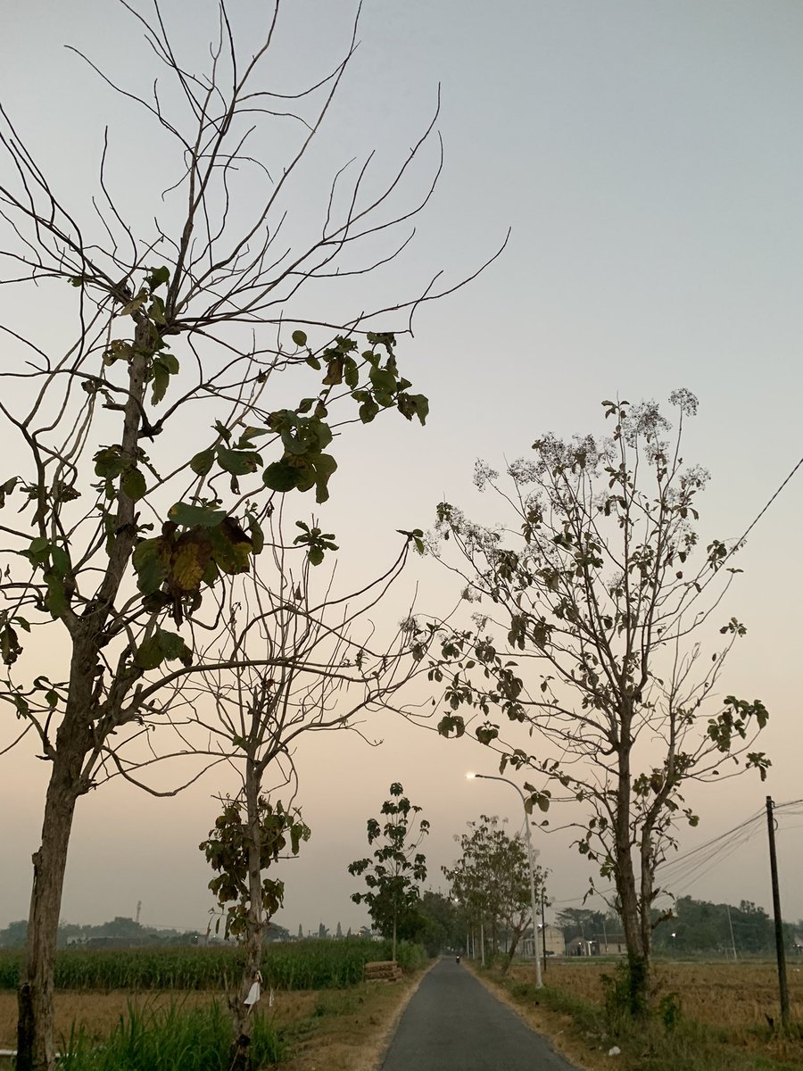 daruzarmedian's tweet photo. Selamat pagi. Jalan kaki seringnya membuat kita melihat hal-hal kecil yang biasanya terlewati.

Ada yang tahu ini apa? https://t.co/av93JmDYDA
