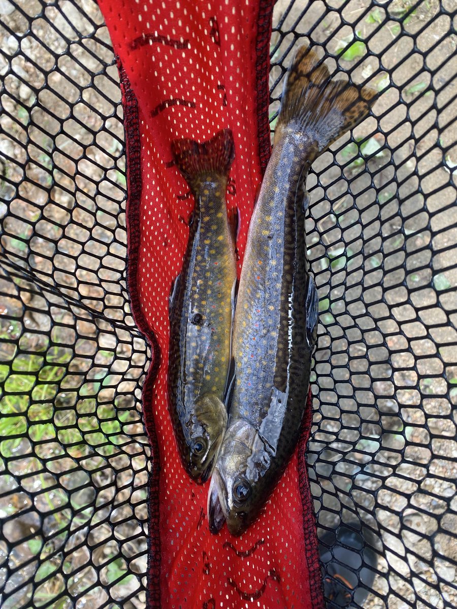 Samgagnon78's tweet photo. Rien de mieux que la pêche en rivière. 

- Rivière aux écorces. https://t.co/fd1zyQ2Cwv
