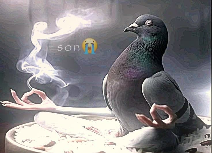 Mateto_Eirian tweet media