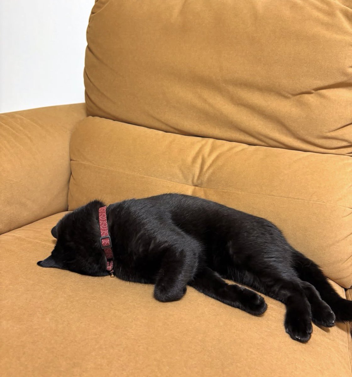 blackscats's tweet photo. Mood : https://t.co/hkpN3ZZPf9