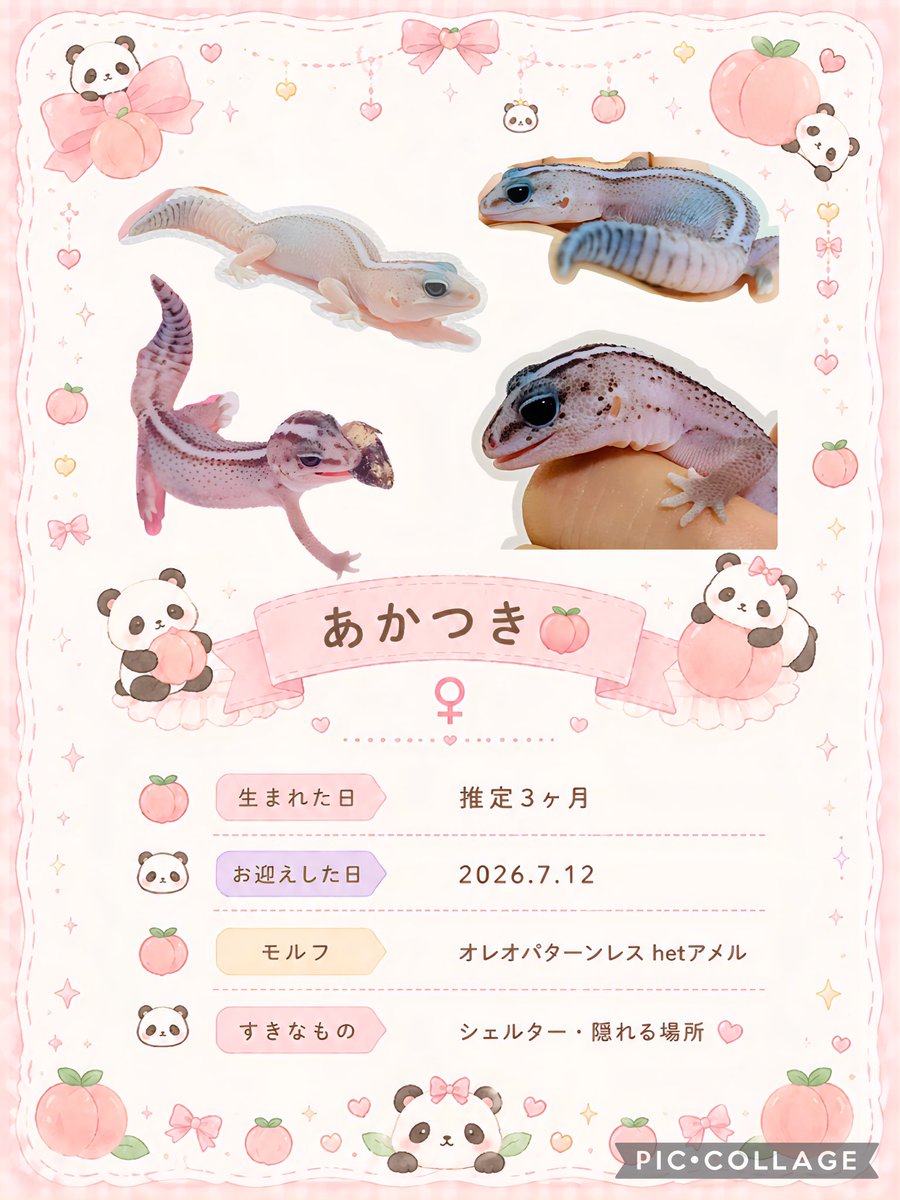 lio_0609's tweet photo. 爬虫類初心者のうちの子プロフィール🫶✨

レオパ:つくもくん🌙☁️
(好奇心旺盛で元気)

ニシアフ:あかつきちゃん🍑
(色変化しすぎて飼い主がびっくりする)

#爬虫類好きさんと繋がりたい
#ヒョウモントカゲモドキ
#レオパ
#ニシアフリカトカゲモドキ
#ニシアフ https://t.co/4F2QMxV3bJ