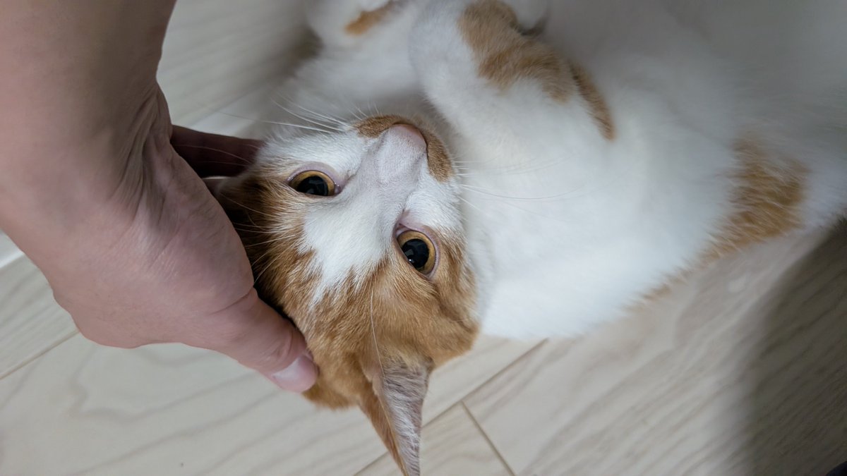 soemon's tweet photo. 猫はかわいいものの、猫アレルギーがあるので、気をつけないといけません。 https://t.co/2naUoRe2vZ