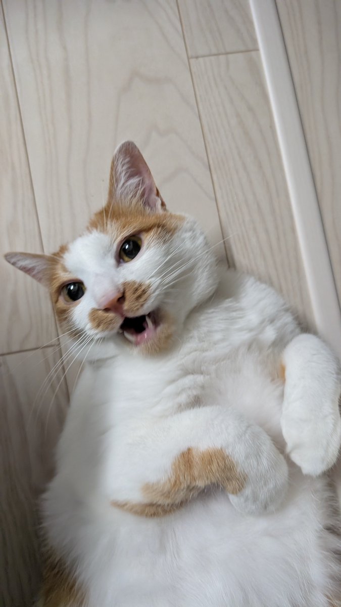 soemon's tweet photo. 猫はかわいいものの、猫アレルギーがあるので、気をつけないといけません。 https://t.co/2naUoRe2vZ