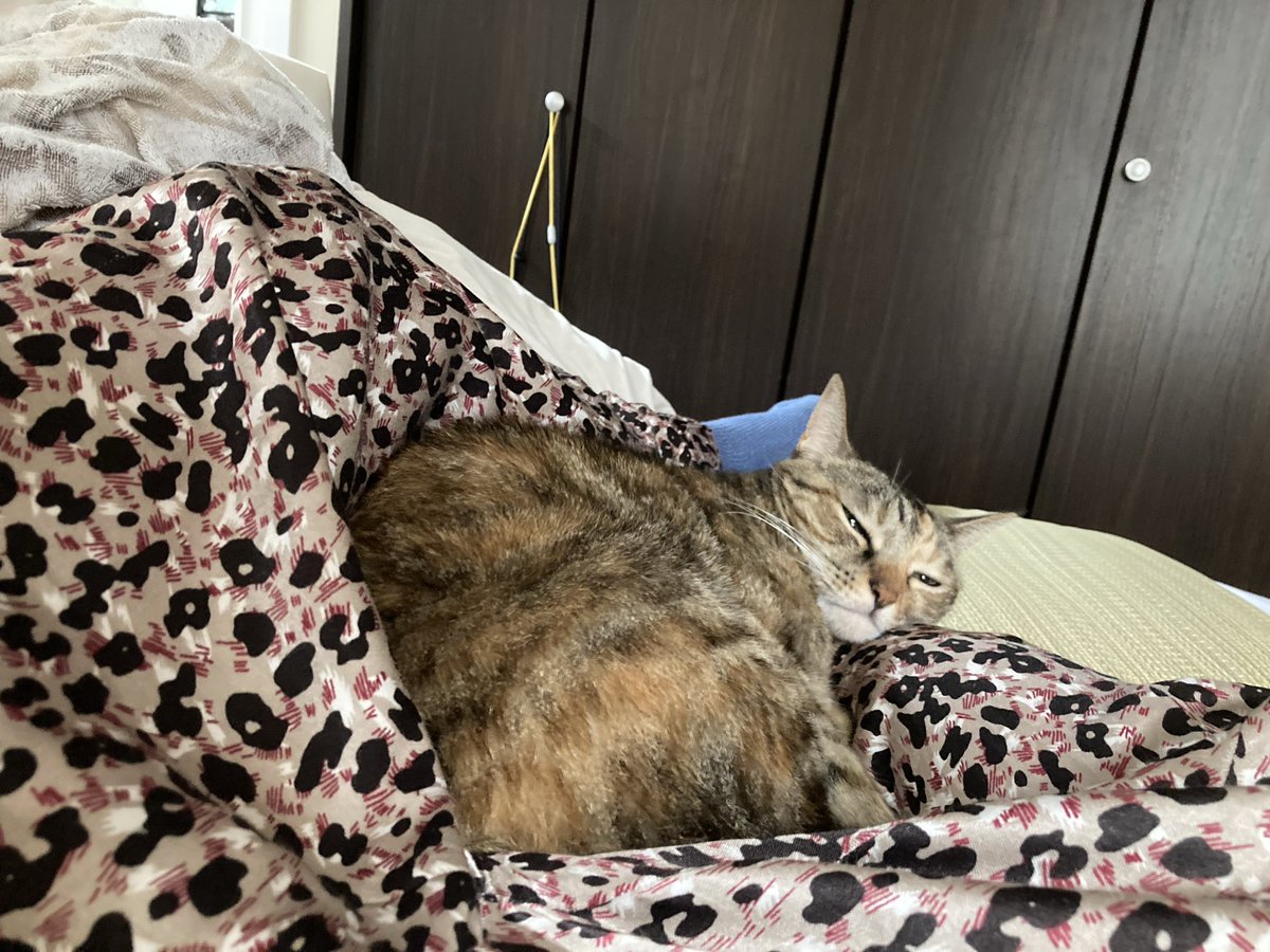 chekiracat's tweet photo. 🐆🐈 https://t.co/FmrKFgfqpF