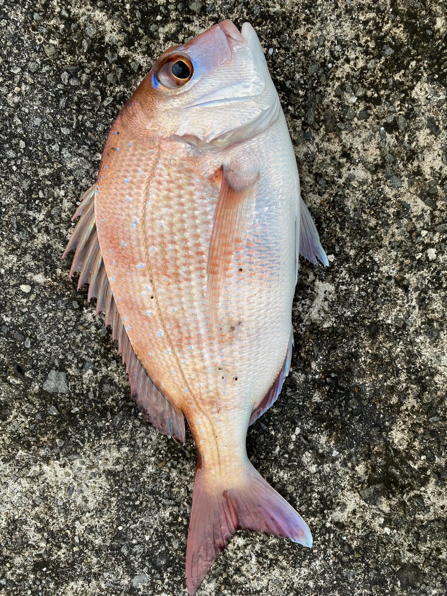 JaredLeto1040's tweet photo. 今日も今日とてショアレッド🐙
痛恨の大寝坊により8時過ぎてから現場入り🥹
潮止まり前の4投目で来てくれてやりたかった確認もできたので退散🤤
暑さバグってるやろ...6月までが例年と比べて寒過ぎたので身体が追い付いてへん😡

スーパーアルジェント　GOSARS-1033M
ステラ　4000XG
PE1.5号　リーダーフロロ25Lb
#香川
#釣り
#真鯛
#ショアラバ
#タイラバ