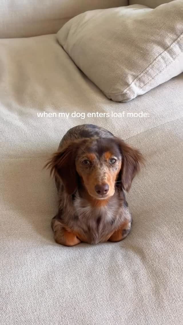 justlittlefig's tweet photo. The look I give when I know the good stuff is coming 👀🤎
We recently added @360petnutrition’s Chicken, Duck &amp; Cranberry Topper to Fig’s meals and she’s been loving it. Pair that with their Beef Liver treats and they quickly became two of her favorites🤭

Swipe for proof 🐾… https://t.co/rETrj60668