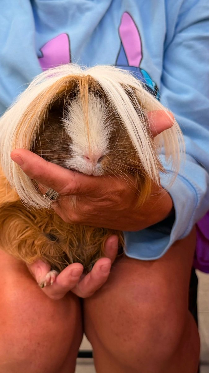 reallifewillard's tweet photo. This pig was named Donald Trump https://t.co/nBKv0Udk1Z