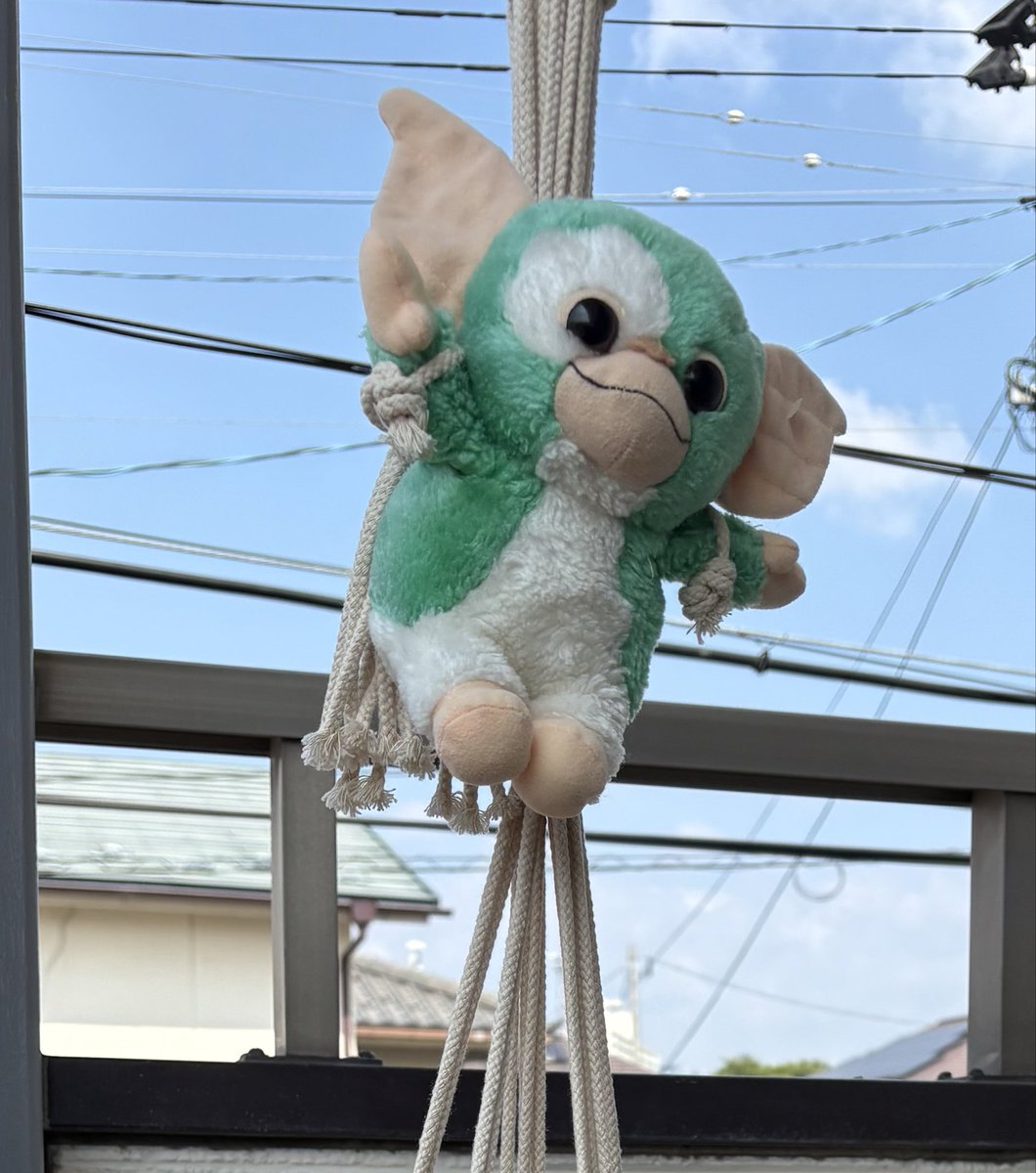 B_castafiore's tweet photo. グレムリンの掟を２つ破ってしまいました🤭
水をかける、太陽☀️に当てて🧺
35年ぶりにまっさら✨ https://t.co/dOm4OXCSPj