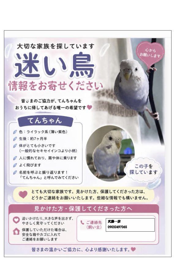 Mkazu610Pu's tweet photo. 【迷子のセキセイインコを探しています】
7/20 朝9:30頃、東京都板橋区弥生町付近から逃げました。

🐦名前：てんちゃん
🐦色：ライラック系
🐦生後7ヶ月半
🐦人慣れしており、肩や体に乗ります
🐦よく飛びます

見かけた方・保護された方は情報をお願いします。

#迷子インコ #セキセイインコ #迷い鳥 https://t.co/TDKWb7nRv8